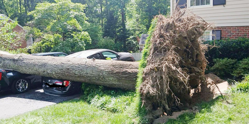 Emergency tree service